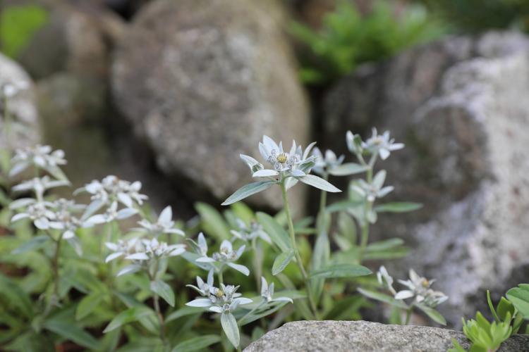 왜솜다리 돌틈정원 200708 김정인 (3).JPG